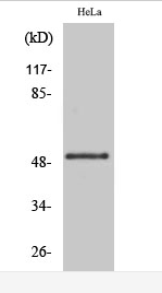 GSK3α (phospho Ser21) Polyclonal Antibody