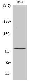 NFκB-p105 (phospho Ser893) Polyclonal Antibody