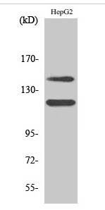 c-Kit (phospho Tyr721) Polyclonal Antibody