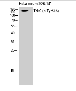 Trk C (phospho Tyr516) Polyclonal Antibody