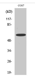 Chk2 (phospho Ser516) Polyclonal Antibody