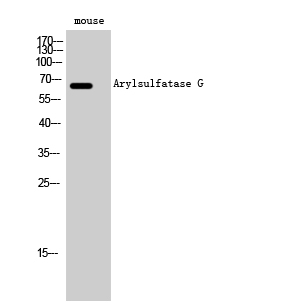 Arylsulfatase G Polyclonal Antibody