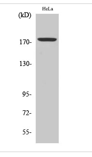 Erbin (phospho Tyr1104) Polyclonal Antibody
