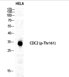 Cdc2 (phospho Thr161) Polyclonal Antibody