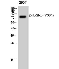 IL-2Rβ (phospho Tyr364) Polyclonal Antibody