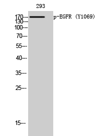 EGFR (phospho Tyr1069) Polyclonal Antibody