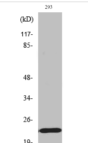 Bad (phospho Ser155) Polyclonal Antibody