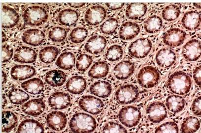 Gamma Tubulin Mouse Monoclonal Antibody(6C12)