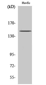 Met (phospho Tyr1234) Polyclonal Antibody