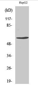 Cyclin B1 (phospho Ser126) Polyclonal Antibody