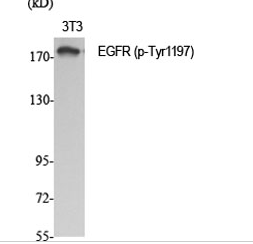 EGFR (phospho Tyr1197) Polyclonal Antibody