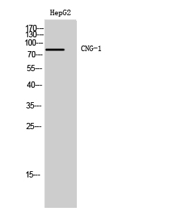 CNG-1 Polyclonal Antibody