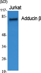 Adducin β Polyclonal Antibody