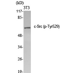 c-Src (phospho Tyr529) Polyclonal Antibody