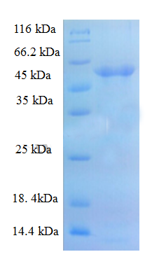 Recombinant Human A disintegrin and metalloproteinase with thrombospondin motifs