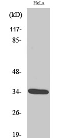 Cdk2 (phospho Thr160) Polyclonal Antibody