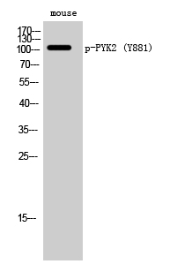 PYK2 (phospho Tyr881) Polyclonal Antibody
