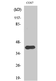 Crk II (phospho Tyr221) Polyclonal Antibody