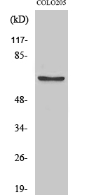 FoxO4 (phospho Ser197) Polyclonal Antibody