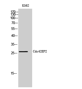 Cdc42EP2 Polyclonal Antibody