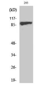 IGF-IR (phospho Tyr1161) Polyclonal Antibody