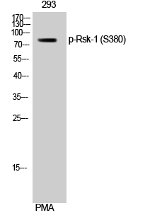 Rsk-1 (phospho Ser380) Polyclonal Antibody