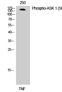 ASK 1 (phospho Ser83) Polyclonal Antibody