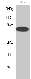 NFκB-p65 (phospho Thr254) Polyclonal Antibody