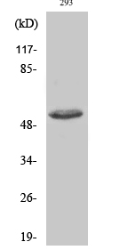 ATF-2 (phospho Thr73) Polyclonal Antibody