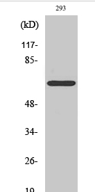 ERα (phospho Ser104) Polyclonal Antibody