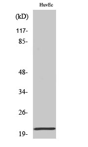 Cardiotrophin-1 Polyclonal Antibody
