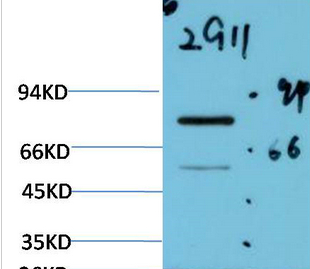 Luciferase Mouse Monoclonal Antibody(2G11)