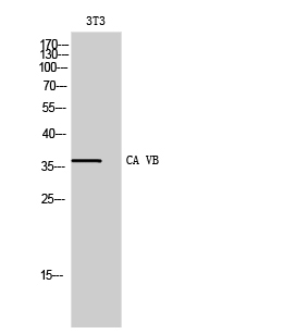 CA VB Polyclonal Antibody