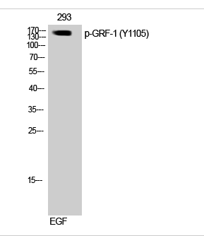 GRF-1 (phospho Tyr1105) Polyclonal Antibody
