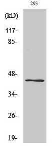 Ephrin-B1/2 (phospho Tyr330) Polyclonal Antibody