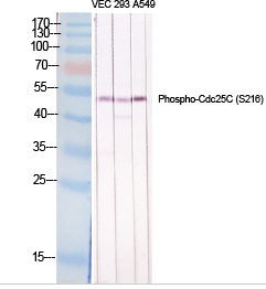 Cdc25C (phospho Ser216) Polyclonal Antibody