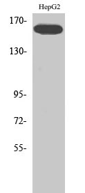Flk-1 (phospho Tyr1214) Polyclonal Antibody