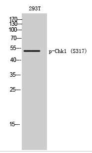 Chk1 (phospho Ser317) Polyclonal Antibody
