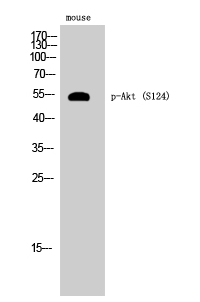Akt (phospho Ser124) Polyclonal Antibody