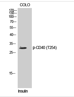 CD40 (phospho Thr254) Polyclonal Antibody