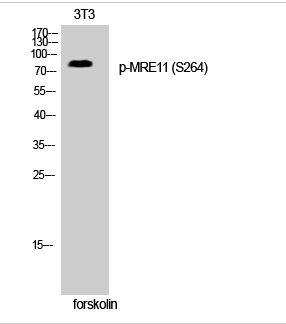 MRE11 (phospho Ser264) Polyclonal Antibody
