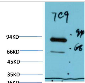 Luciferase Mouse Monoclonal Antibody(7C9)