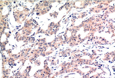 Acetyl-Histone H3 (K9) Monoclonal Antibody(2E7)