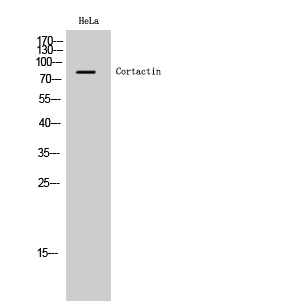 Cortactin Polyclonal Antibody