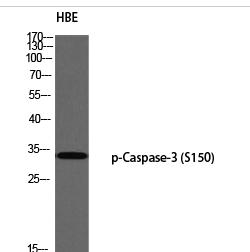 Caspase-3 (phospho Ser150) Polyclonal Antibody