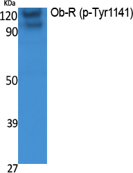 Ob-R (phospho Tyr1141) Polyclonal Antibody
