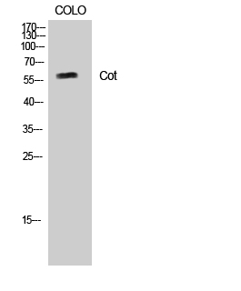 Cot Polyclonal Antibody