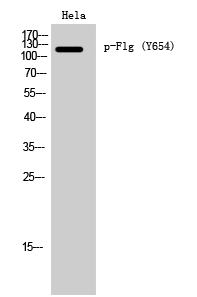 Flg (phospho Tyr654) Polyclonal Antibody