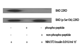 Bad (phospho Ser136) Polyclonal Antibody