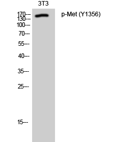 Met (phospho Tyr1356) Polyclonal Antibody